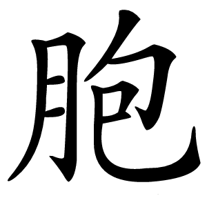 胞怎么读