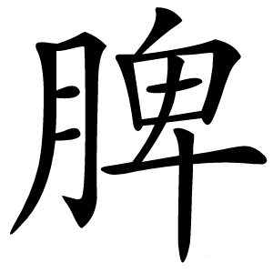 脾怎么读