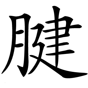 腱怎么读