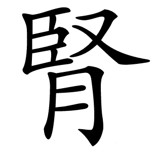 腎怎么读